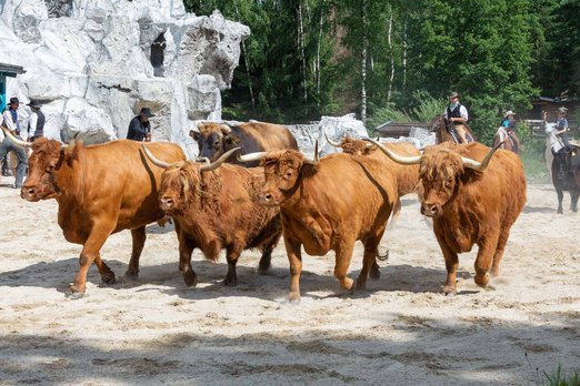 Schottische Hochlandrinder bei der American History SHow in der Westernstadt