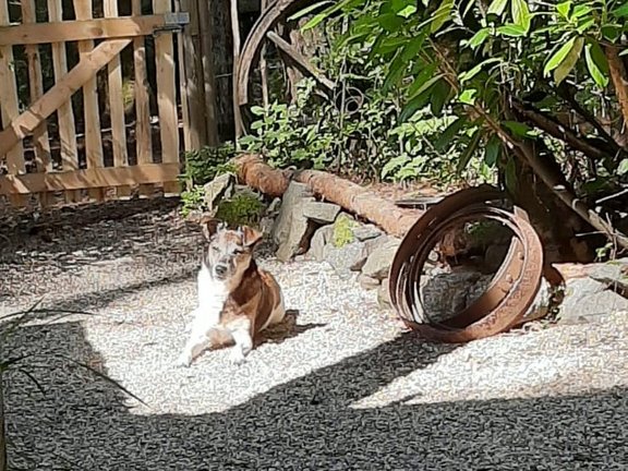 Hund liegt in der Sonne im Garten
