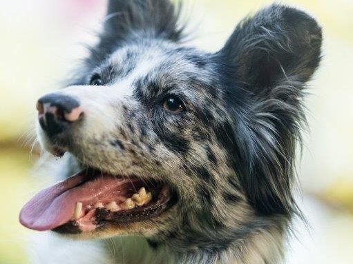 Ein Kopf eines Hundes