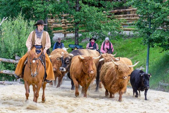 Vier Reiter treiben Kühe