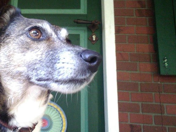 Hund vor grüner Haustüre