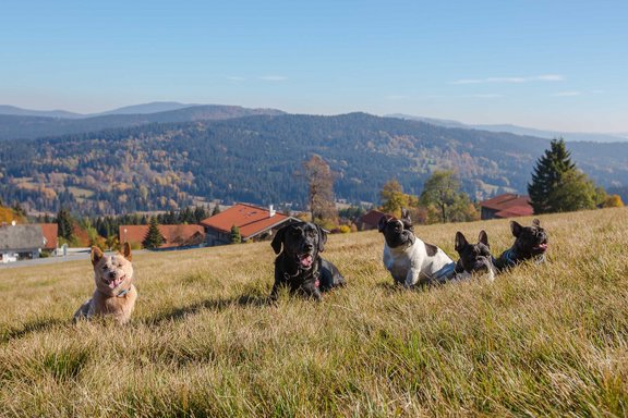 Hunde sitzen auf einer Wiese