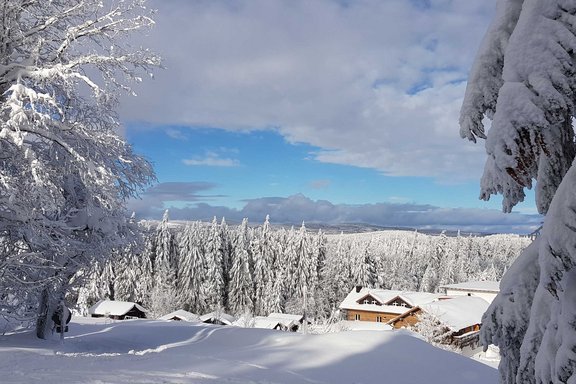 Wald mit Schnee bedeckt